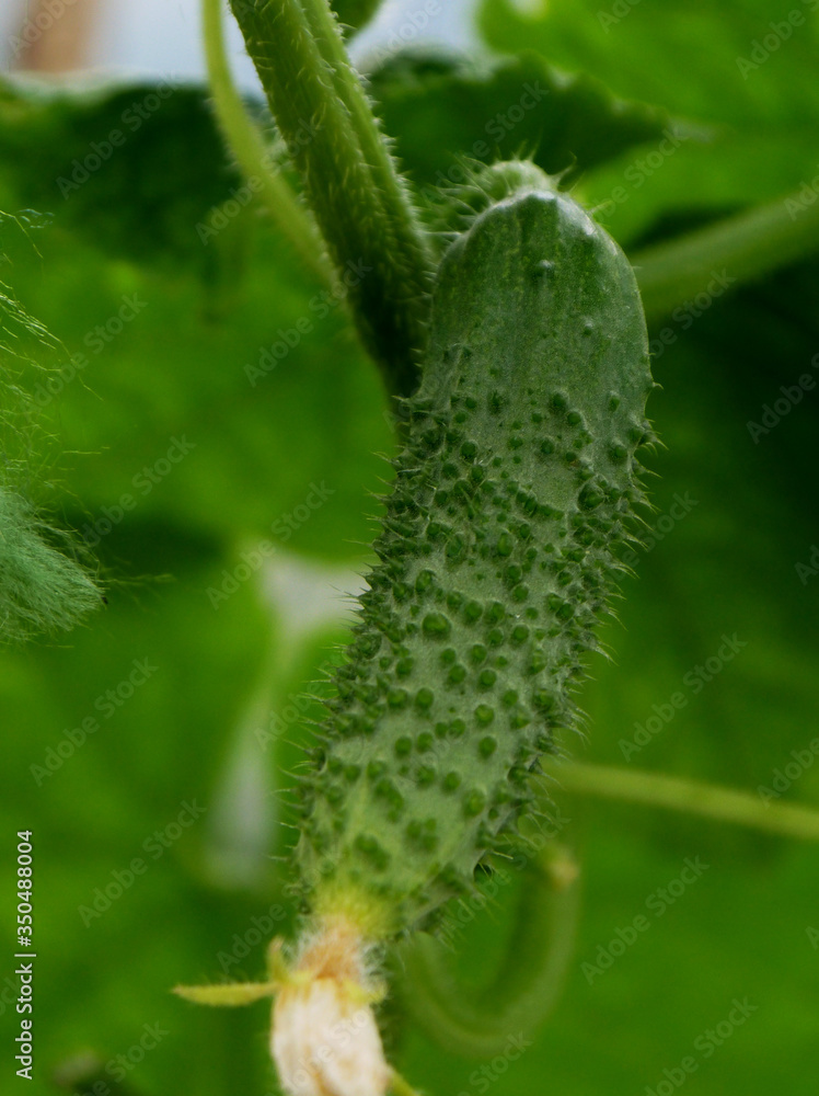 Growing cucumbers in a greenhouse. Young growing spiky cucumbers. Growing cucumbers in a greenhouse. Young growing spiky cucumbers.