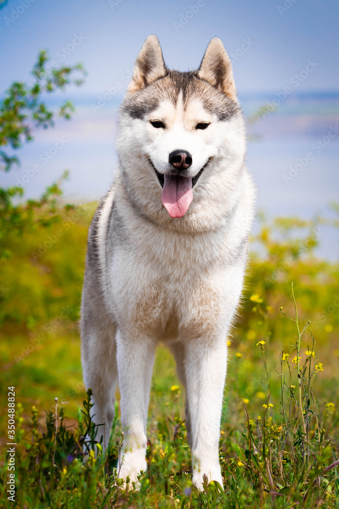Portrait of a Siberian Husky. Close-up. A dog is standing on the grass. Landscape. Background river. A purebred dog without a leash.