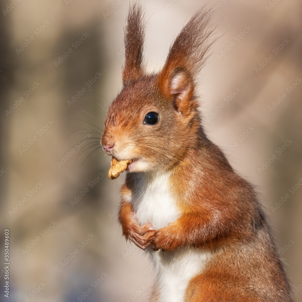 Funny red squirrel with a walnut in its mouth Funny red squirrel with a walnut in its mouth