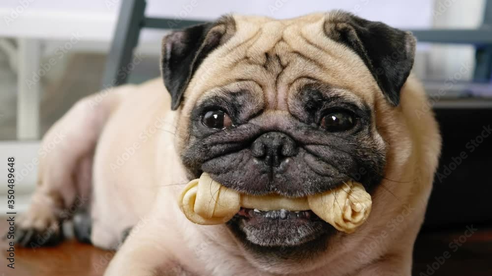 Funny pug dog carrying dog snack at home Funny pug dog carrying dog snack at home