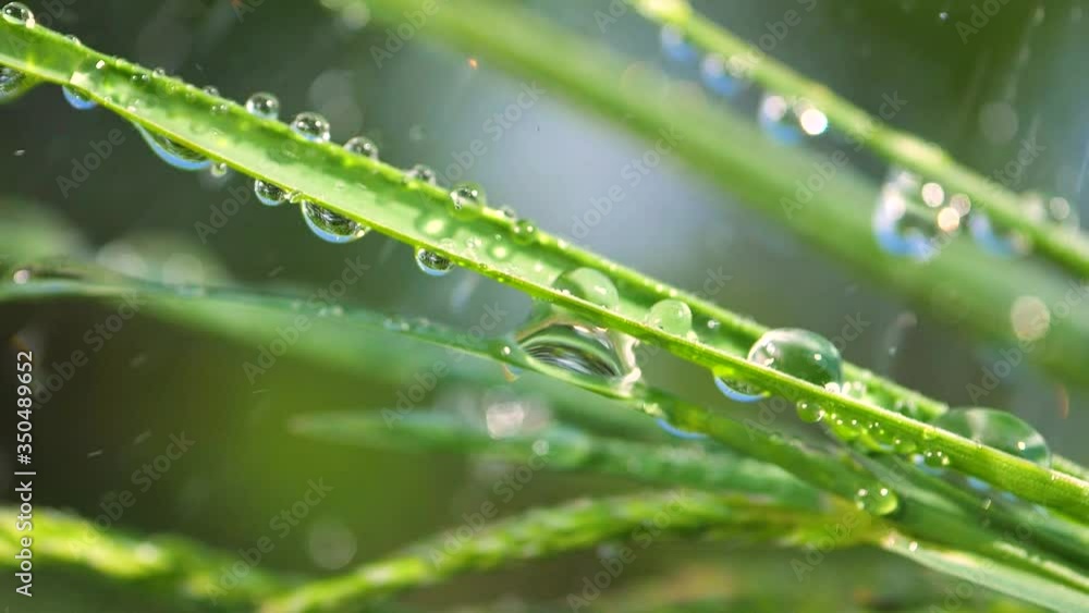 Green grass in nature with raindrops Green grass in nature with raindrops