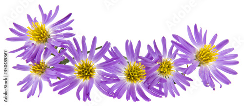 Aster flowers isolated on a white background close-up.
