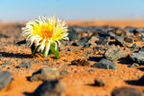 Lonely white flower in the desert among the stones