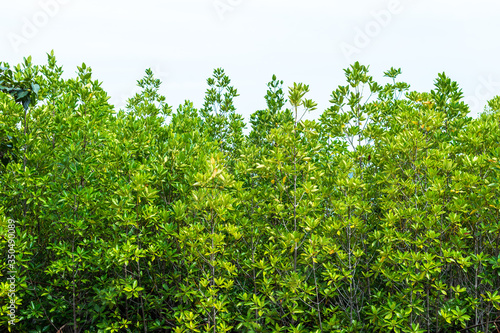 Pattern of tree background