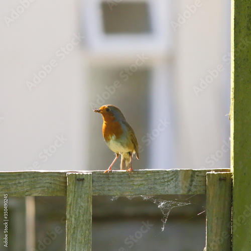 European robin (Erithacus rubecula) perching in garden