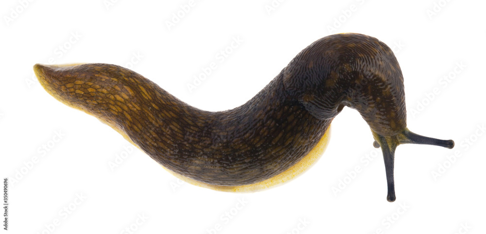 Obraz premium Slug isolated on a white background close-up.