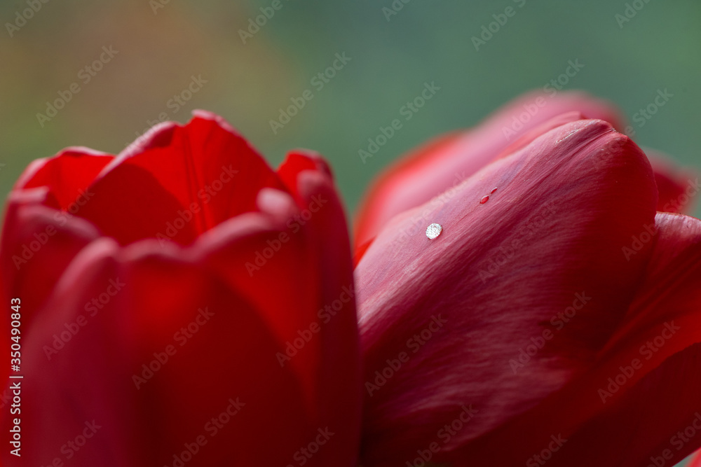 Drops of water on a flower of a red tulip. Green background. Drops of water on a flower of a red tulip. Green background.