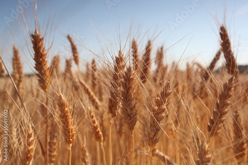 Field of golden wheat against the blue sky.