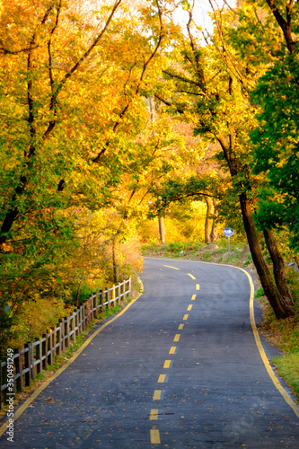 beautiful road in autumn forest