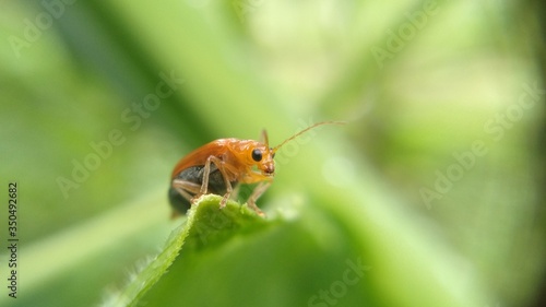 Insects on green leaf, insects with green leaf, nice and small stunning insects on the green natural leaf © SituKumar