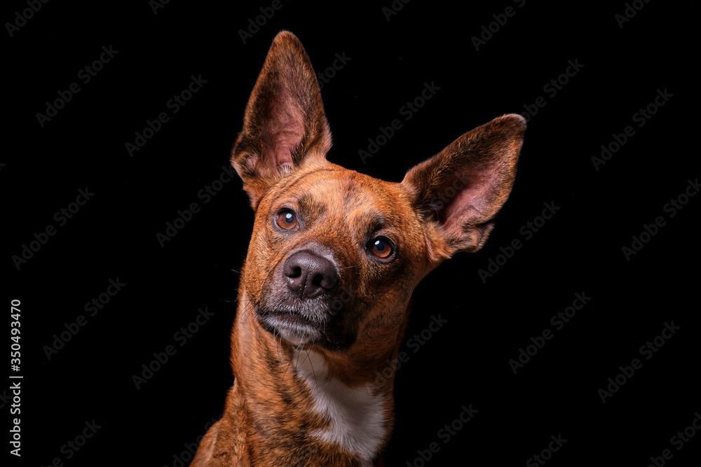Brown dog in studio with black background