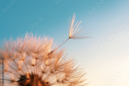 Fototapeta Naklejka Na Ścianę i Meble -  Dandelion seed came off the flower. Beautiful colors of the setting sun. Copyspace. The concept of freedom, loneliness. Detailed macro photo.
