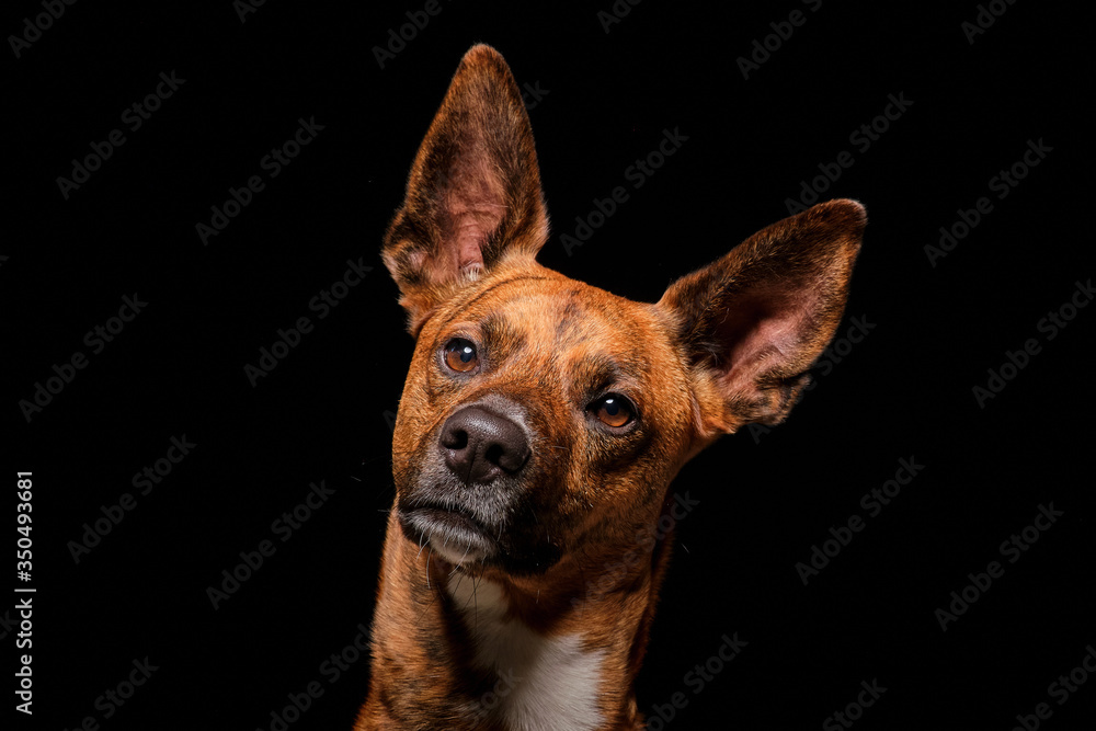 Brown dog in studio with black background Brown dog in studio with black background
