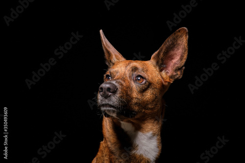 Brown dog in studio with black background