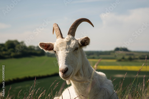 A happy goat looking directly at the camera and smiling. Long horns, a goatee beard and white haired goat with the English countryside in the background.