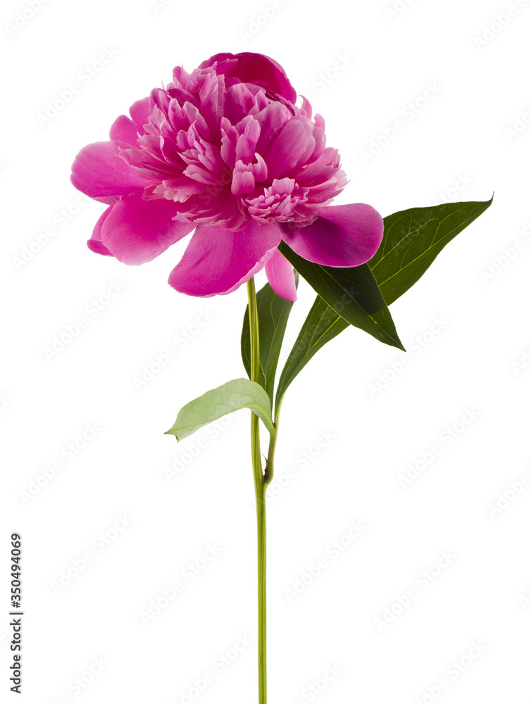 Close-up of pink peony flower isolated on white background. Close-up of pink peony flower isolated on white background.