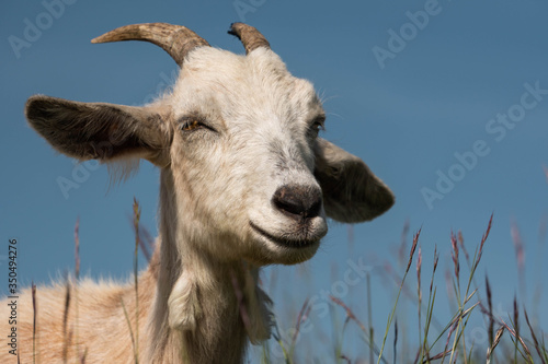 A close up of a lovely white relaxed goat with large horns and lopsided ears smiling directly at camera.  Slight angle looking up from grass level.