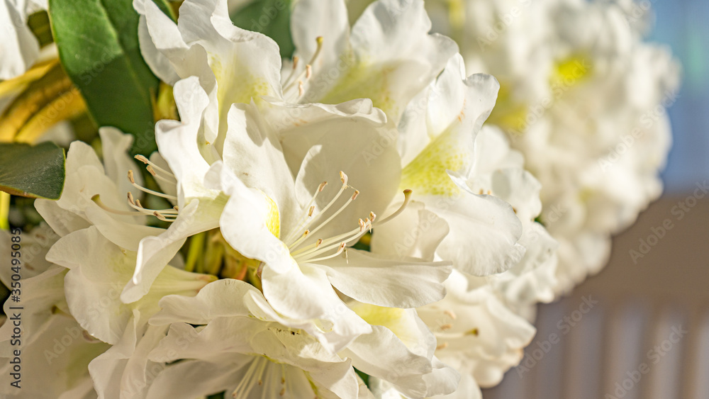 Obraz premium Różanecznik katawbijski Catawbiense Album Rhododendron