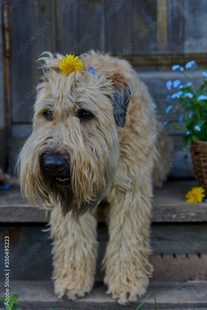 Portrait of a dog, an Irish wheat soft-coated Terrier, on a wooden porch next to a basket full of forget-me-nots.