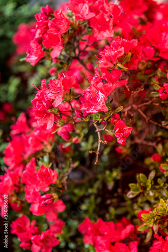 Fototapeta Naklejka Na Ścianę i Meble -  Pąki, azalia japońska, kwiaty ogrodowe
