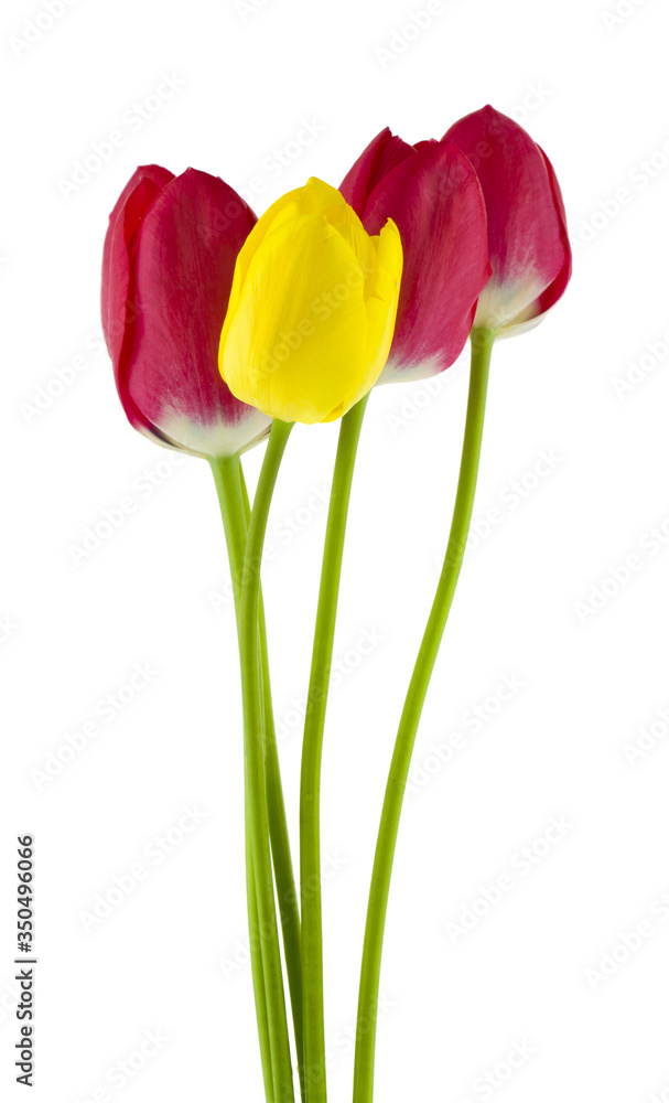 Obraz premium Flowers of red and yellow tulips Isolated on a white background close-up.