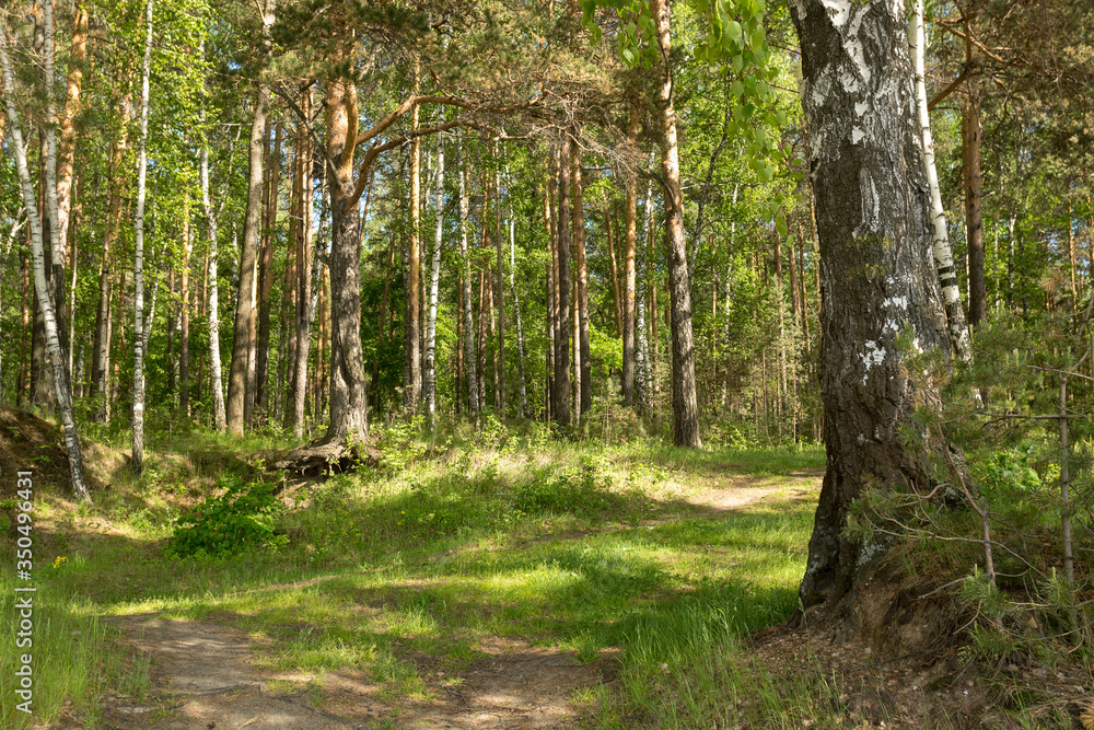 Fototapeta premium Droga w lesie wśród drzew w słoneczny dzień.