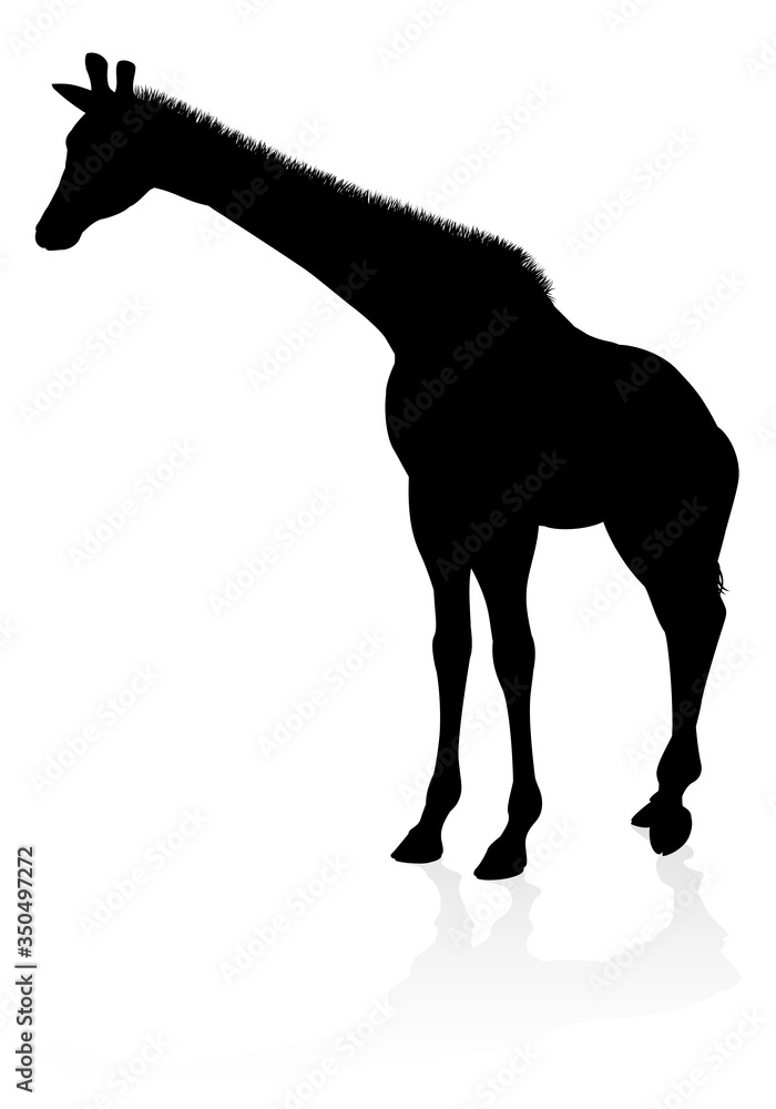Fototapeta premium A high quality giraffe animal silhouette