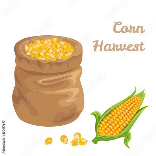Sack full of corn isolated on white background. Vector illustration of maize and heap of yellow grain in cartoon simple flat style.