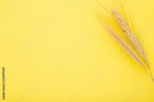 Dried ears of wheat on yellow table background. Closeup. Empty place for text. Top view. Copy space.