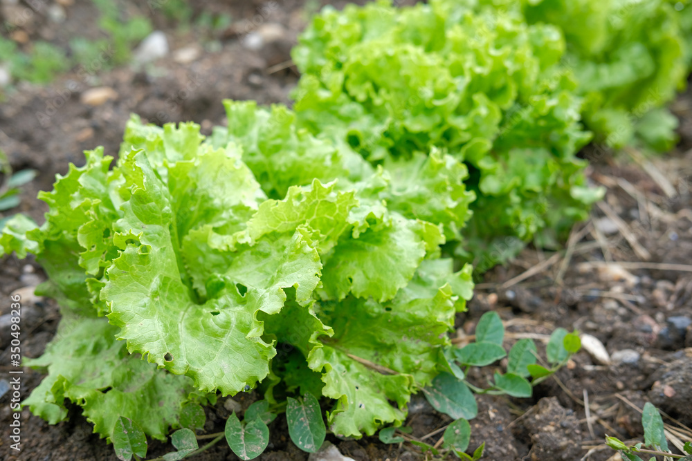 Salade du jardin Salade du jardin