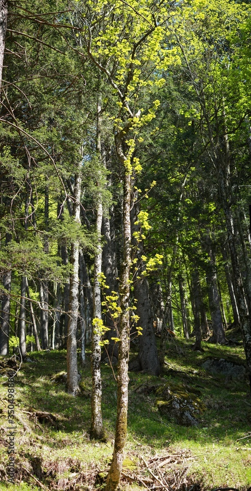 Naklejka premium Frühlingswald-Impressionen