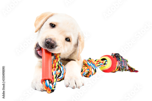 Canvas Print Funny Labrador puppy chewing a toy for dogs isolated on white background