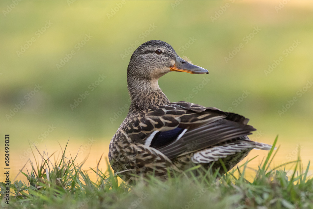 Cute female mallard resting near a pond in a forest. Cute female mallard resting near a pond in a forest.