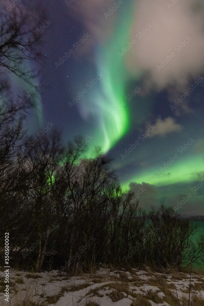 Swirling aurora borealis over birch-tree forest