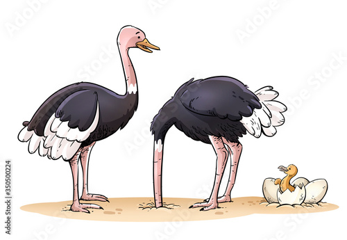 Funny family of ostriches isolated photo