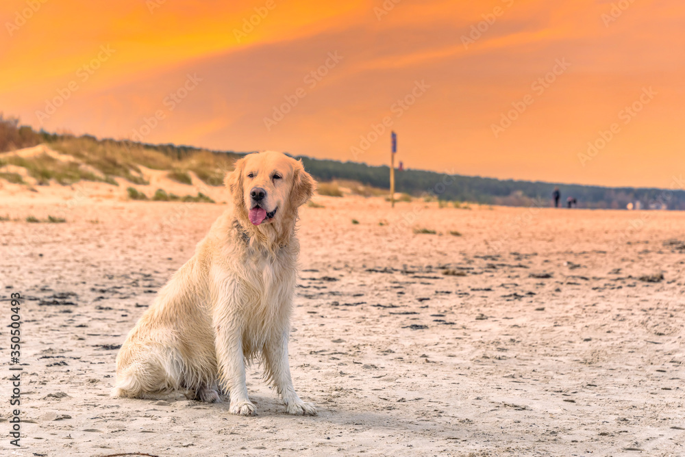 White Golden Retriever on a Baltic Sea Beach At Sunset White Golden Retriever on a Baltic Sea Beach At Sunset
