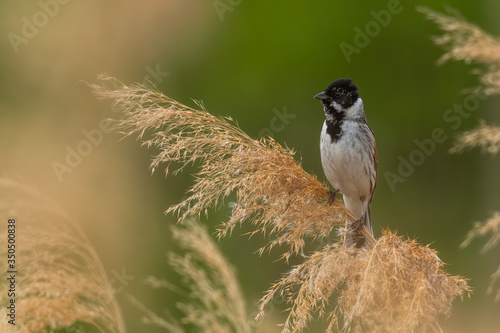 Male Reed bunting (Emberiza schoeniclus) in the reeds habitat. Grey songbird with black head perched on a reed with soft green background. Wildlife scene from nature. Czech Republic