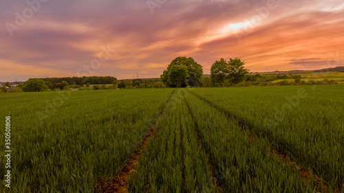 Photos Coucher de soleil sur une prairie verte arbre nature