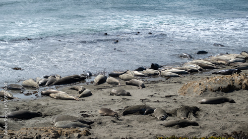 Sealions on the beach and sand  California