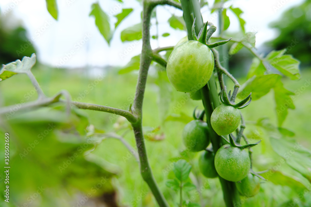 元気に成長する緑色のトマト
