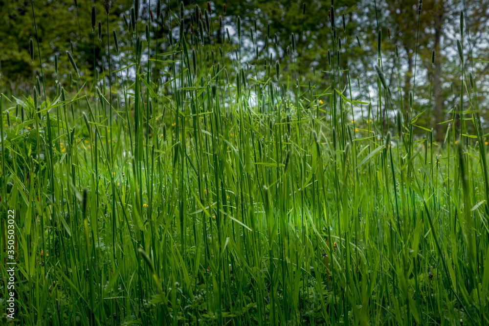 Fresh Green Grass In Spring Fresh Green Grass In Spring