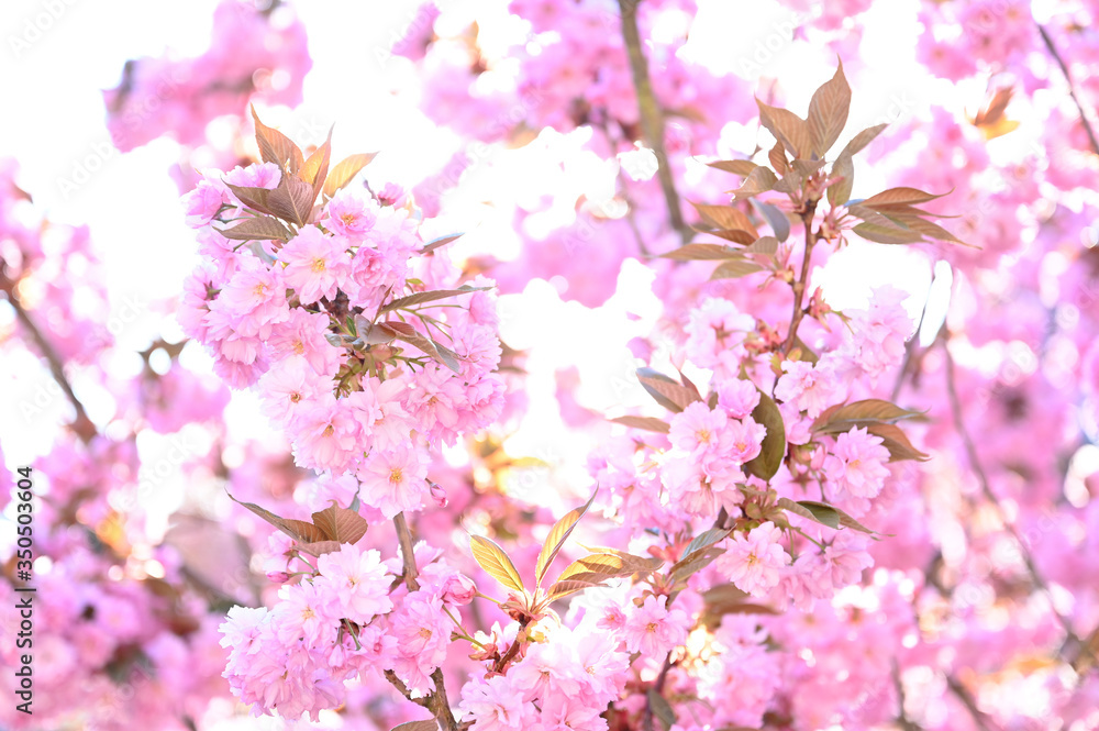Rosa Kirschblüten blühen an einem Kirschbaum vor weißem Hintergund (high key photography)