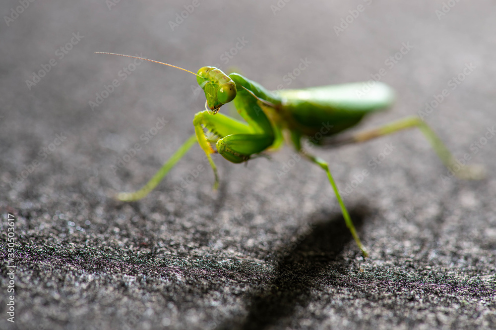 背後から照明を当てたカマキリ 背後から照明を当てたカマキリ