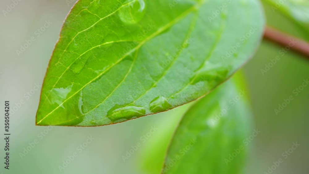 Water drops slowly flow down from a green leaf Water drops slowly flow down from a green leaf