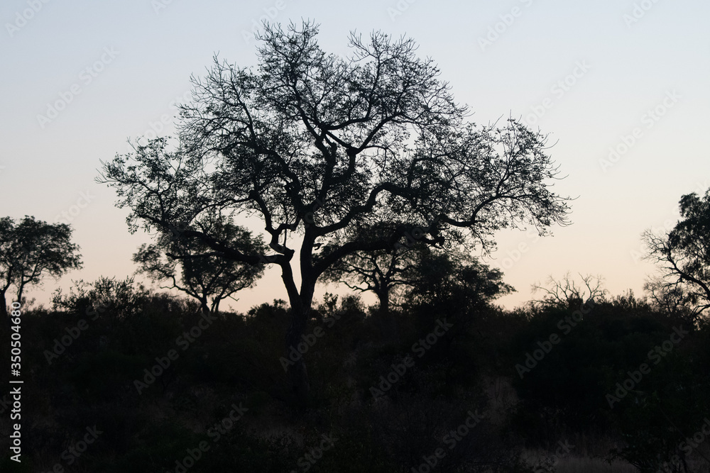 Winter sunrise in the Timbavati Reserve, South Africa Winter sunrise in the Timbavati Reserve, South Africa