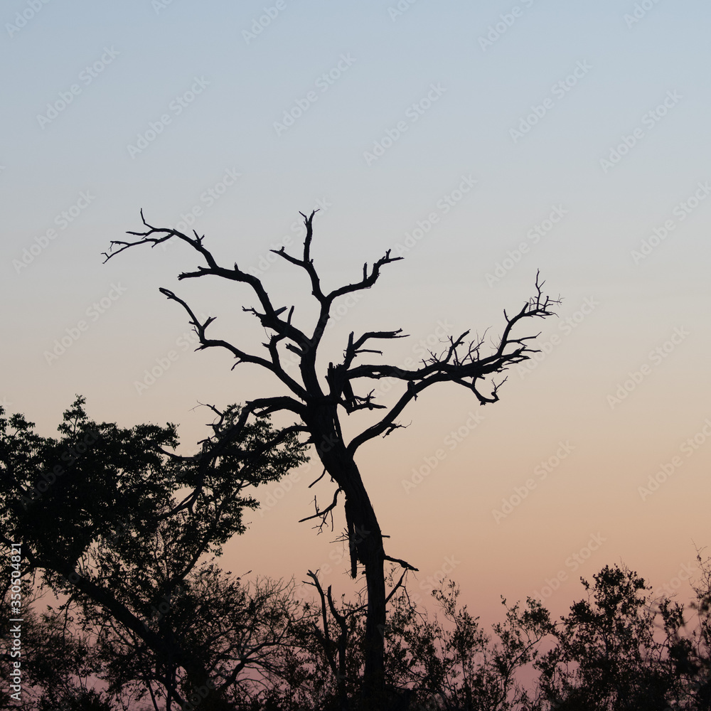 Winter sunrise in the Timbavati Reserve, South Africa