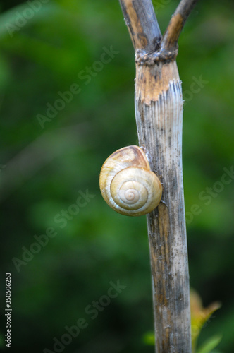snail on a branch in the park