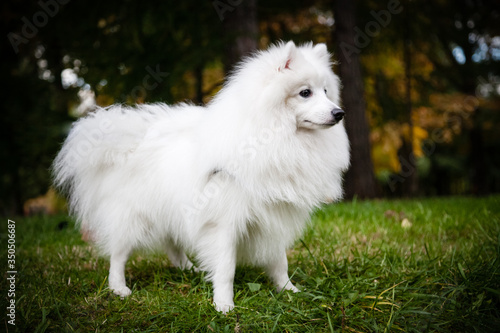 White Japanese Pomeranian walks in the Park
