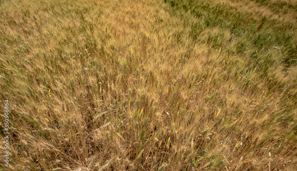 wheat field with flowering spikes ready for harvest
