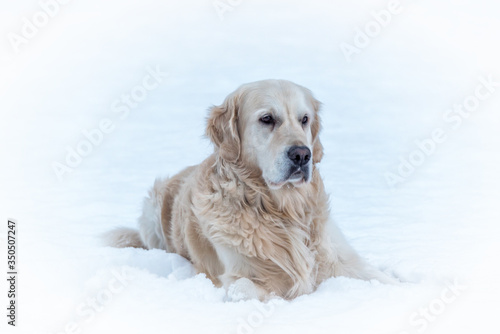 White Golden Retriever in the Snow